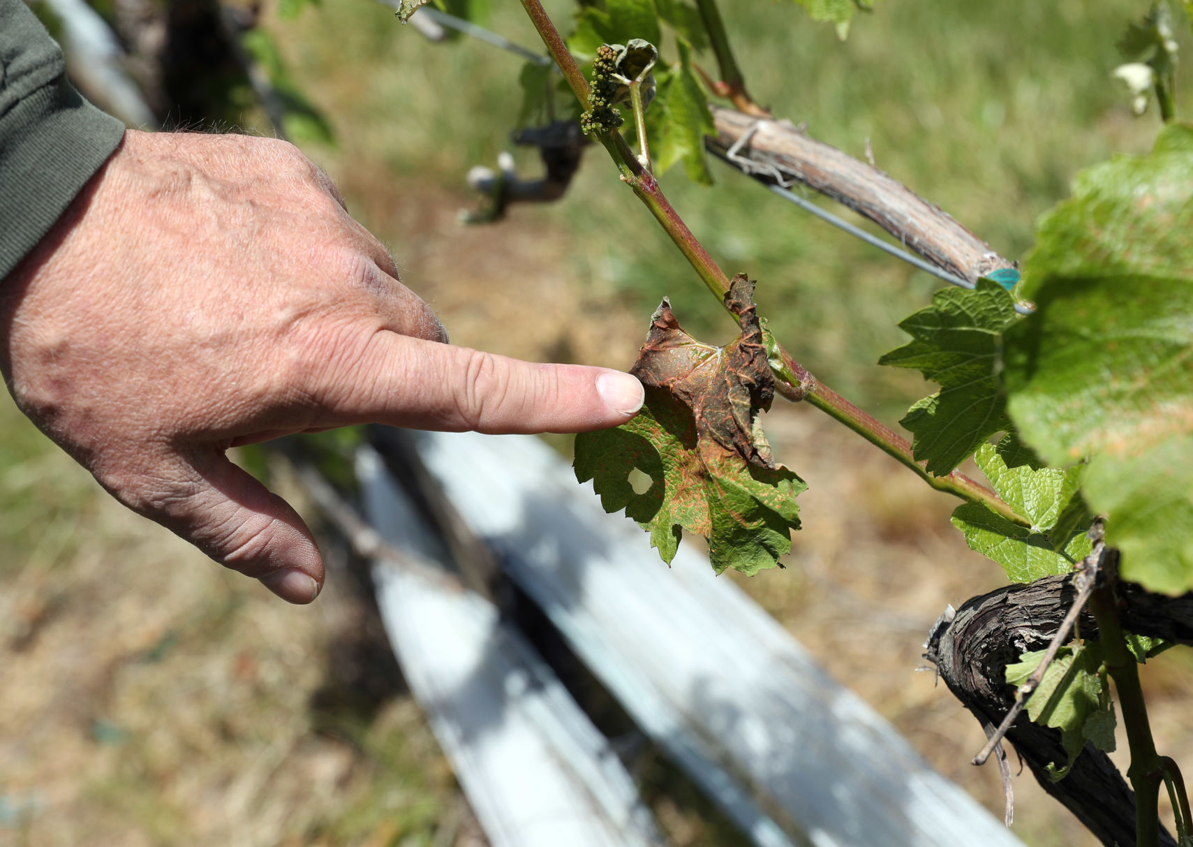 20200512_cdp_news_vineyard202.JPG